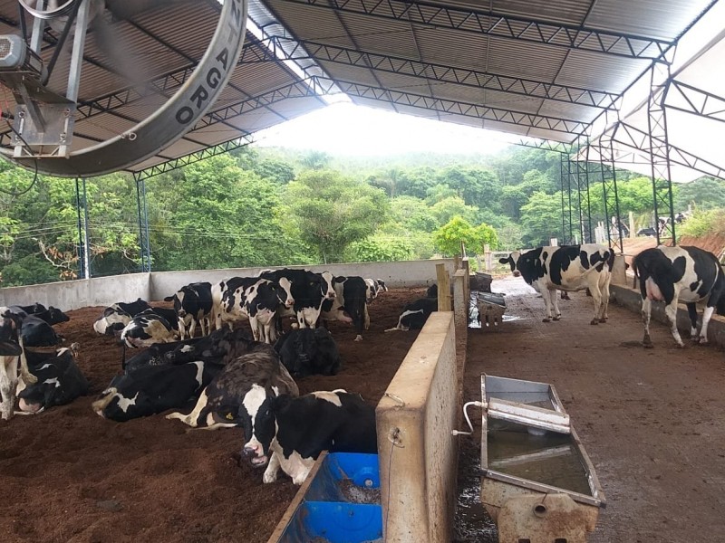 ÁREA COM PRODUÇÃO DE LEITE