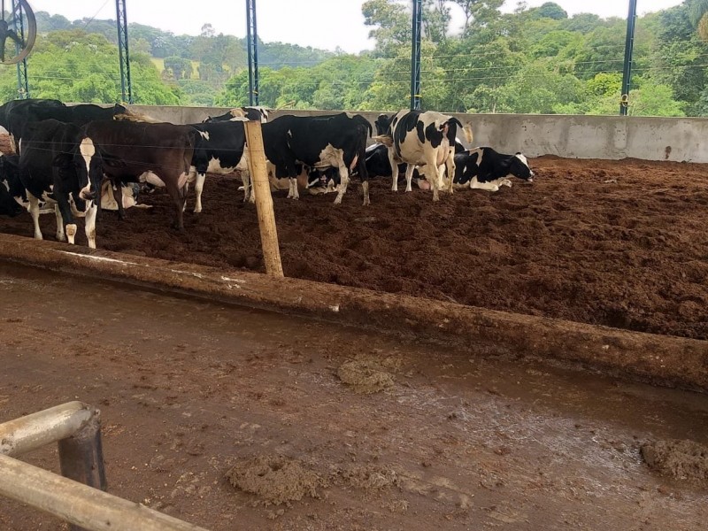 ÁREA COM PRODUÇÃO DE LEITE
