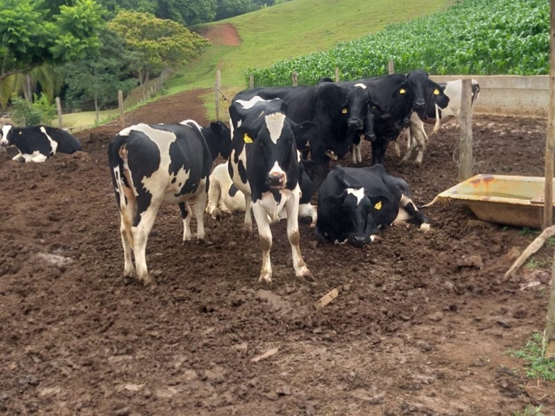 ÁREA COM PRODUÇÃO DE LEITE