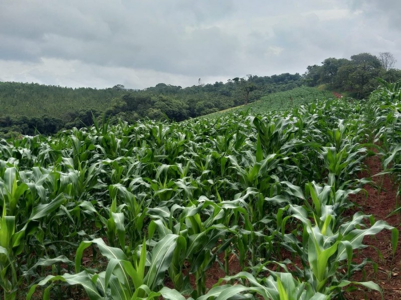 ÁREA COM PRODUÇÃO DE LEITE
