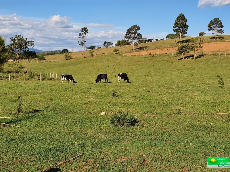 OURO FINO PRODUÇÃO LEITE
