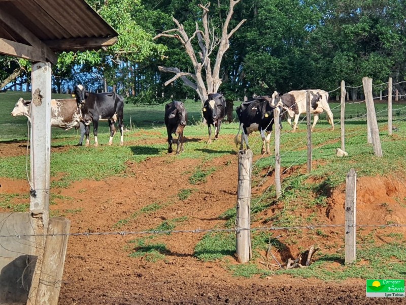 OURO FINO PRODUÇÃO LEITE