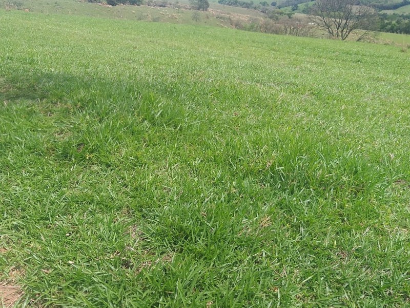 SITIO LINDA PASTAGEM