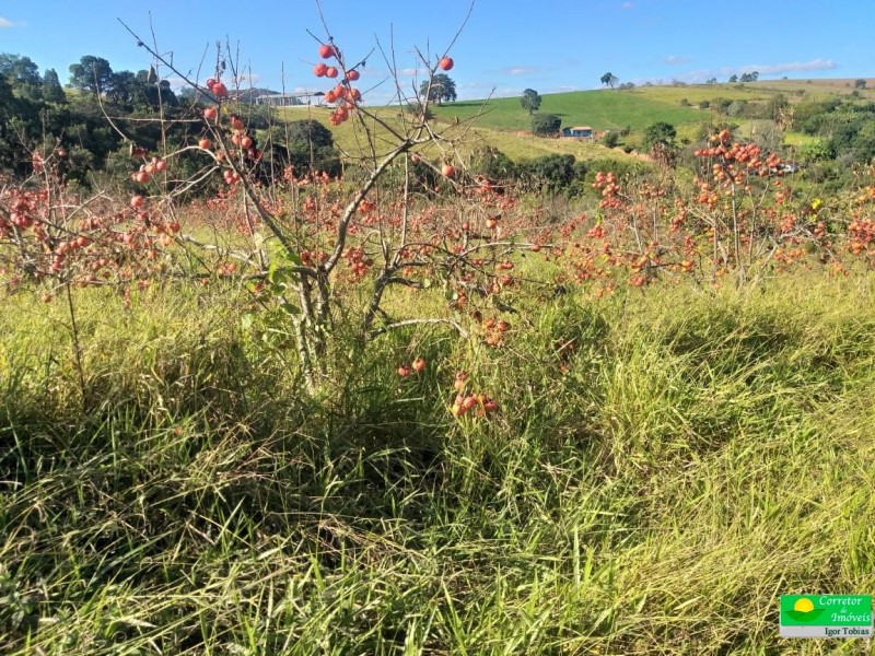 SITIO + BEIRA DO ASFALTO