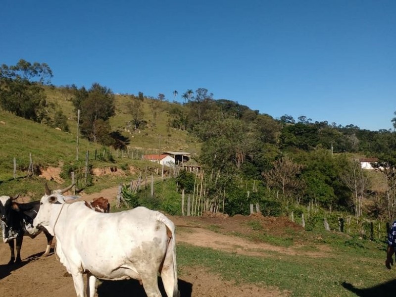 SITIO FORMADO EM PASTO