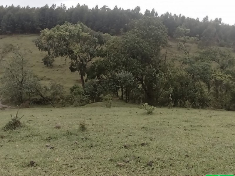SITIO NOS COCAIS