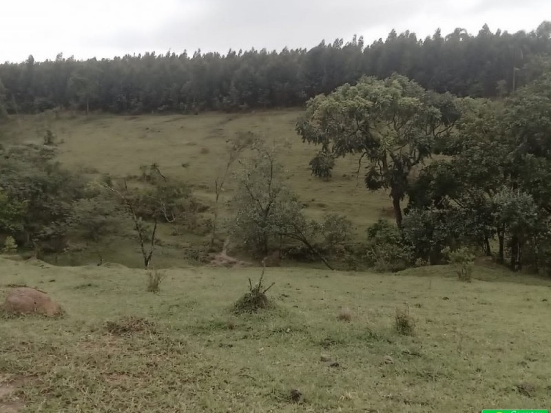 SITIO NOS COCAIS