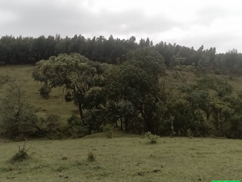 SITIO NOS COCAIS