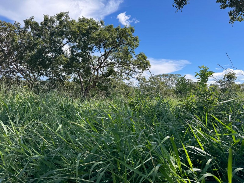 FAZENDA OLHOS D'ÁGUA